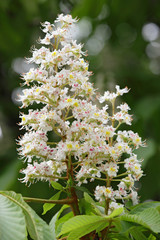 Inflorescences of horse chestnut ordinary close-up