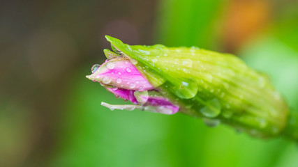 Budding Nerine