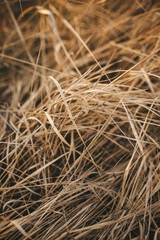 dry grass background