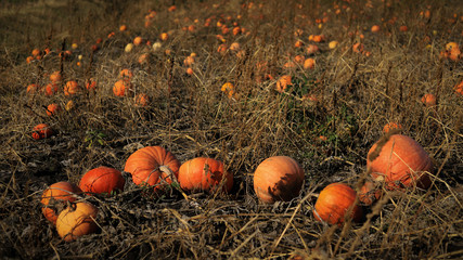 autumn beautiful orange pumpkins in the garden on the background of dead grass	
