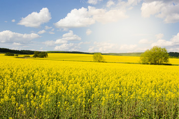 Beautiful yellow rapeseed field with blue cloudy sky background