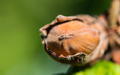 Hazelnut