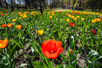 tulipany w parku, wiosna, małopolska, krzeszowice