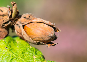 Hazelnut