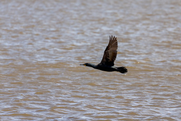 Cormorant. Every spring, large flocks of cormorants fly to the mouth rivers of Lake Michigan to catch spawning fish.