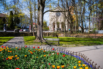 tulipany w parku, wiosna, małopolska, krzeszowice