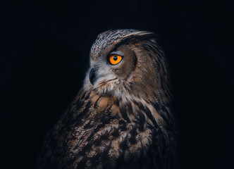 Potrait of a Eurasian Eagle Owl