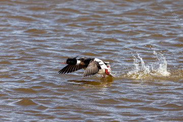 Male red-breasted merganser on flight. .Merganser is a diving duck.Natural scene from the lake michigan.