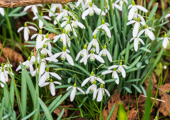 Snowdrop Cluster