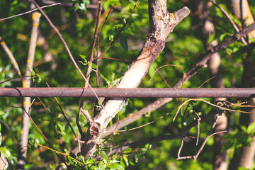 wood in contact with iron