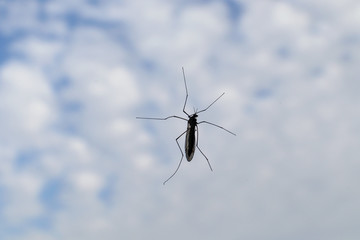 One insect on window glass