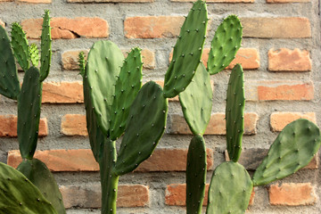 Cactaceae on the backdrop of a brick walll.