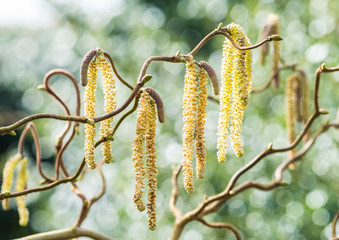 Naklejka premium Catkins Galore