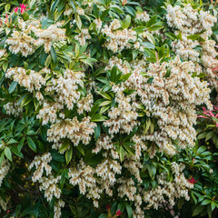 Pieris Bush Bounty