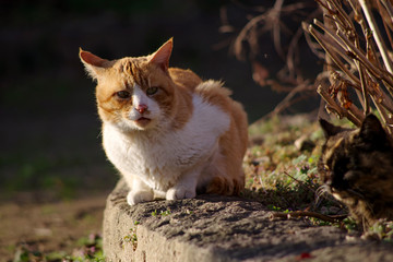 Fototapeta premium 茶トラ猫とサビ猫 2匹の野良猫