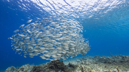 Bait ball / school of fish in turquoise water of coral reef and Sea Anemone in Caribbean Sea / Curacao