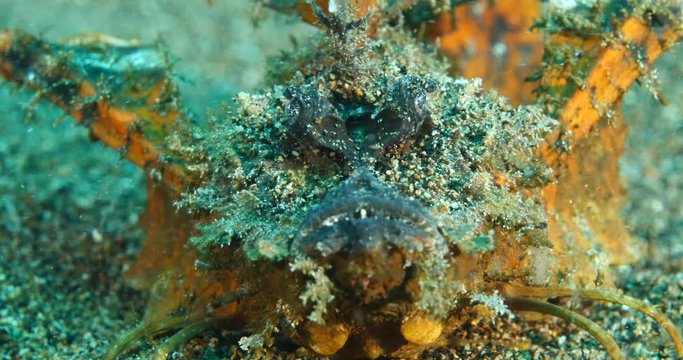 devil scorpionfish scenery close up on sand underwater scorpion fish scenery tropical waters