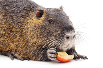 One big nutria.