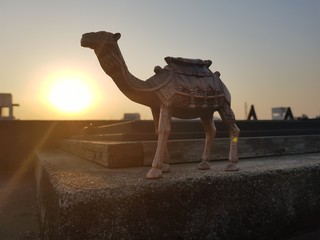 miniature camel. real size photography.