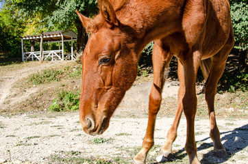 Portrait of a horse, foal while walking on a pasture.