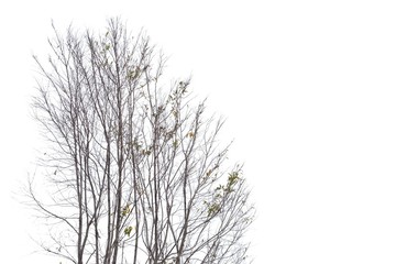 Fototapeta na wymiar Leafless trees with branches on white isolated background with copy space 