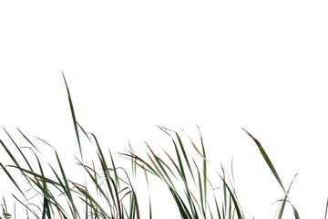 In selective focus wild grass bush with flower blossom on white isolated background 