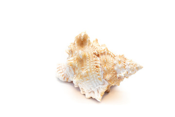 Obraz na płótnie Canvas Seashell isolated on a white background. The inhabitants of the sea. Shell with place for text. An article about vacation and vacation at sea.