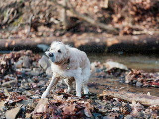 Joyka the Golden Retriever in an awkward pose shaking off water after swimming