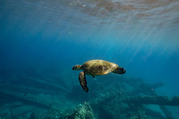 A sea turtle swims along a reef in Hawaii