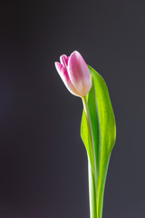 Single pink tulip in spring