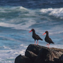 African Black Oystercatchers