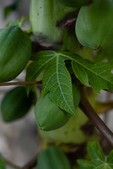 Papaya Tree