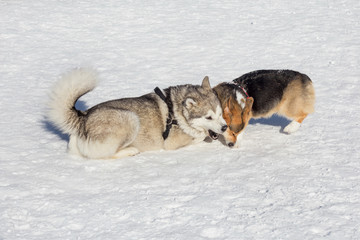 Cute pembroke welsh corgi puppy and siberian husky are playing on a white snow in the winter park. Pet animals.