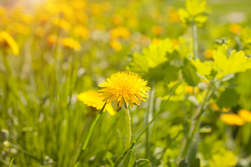 Close up of blooming yellow dandelion flowers (Taraxacum officinale) in garden on spring time. Detail of bright common dandelions in meadow at springtime. Used as a medical herb and food ingredient