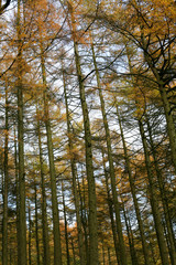 peak distrcit woodland trees in autumn