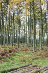 Fototapeta premium peak distrcit woodland trees in autumn