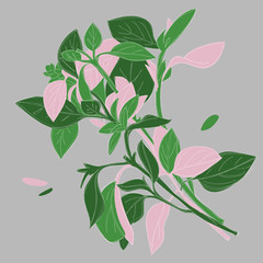 Bunch of basil. Kitchen herb, green cut plant with few pink flowers and leaves. Isolated tuft, cluster.
