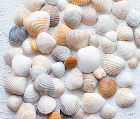 Shells on a light background . Article about vacation. Sea shells lie on a light background