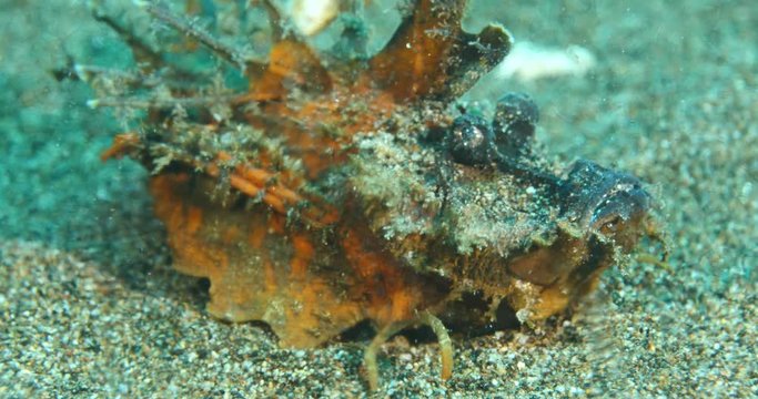 devil scorpionfish scenery close up on sand underwater scorpion fish scenery tropical waters