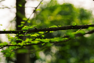 Young fresh needles of larch. Spring background with the first needles. New green foliage on a blurred background. Larch tree