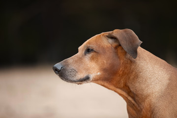 Portrait of a Rhodesian Ridgeback in Nature.