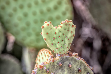 Heart shaped Prickly Pear Cactus