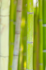 Bamboo background. Oriental composition. Juicy green bamboo stems on soft blurred background. Beautiful natural botanical photography