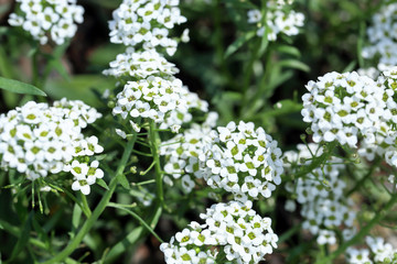 tiny white flowers of sweet alyssum