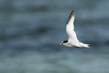 Saunders tern in flight