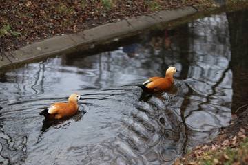 ducks ogar floating in a pond - obrazy, fototapety, plakaty