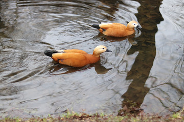 ducks ogar floating in a pond - obrazy, fototapety, plakaty