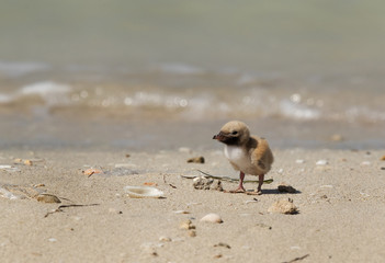 Baby of White-cheeked Tern