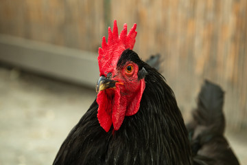 Black cock close up portrait pets  agriculture birds food