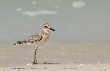 Greater sand plover